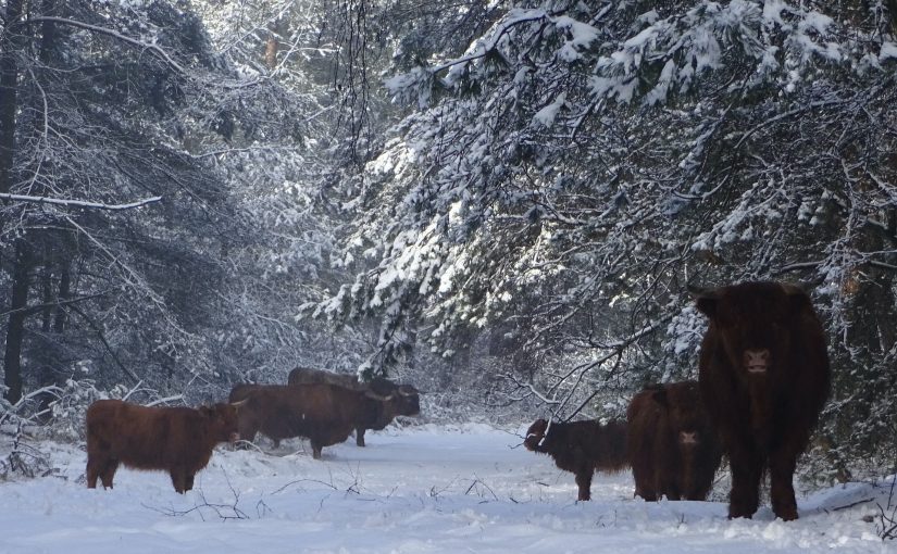 Snowy Veluwe weekend trek