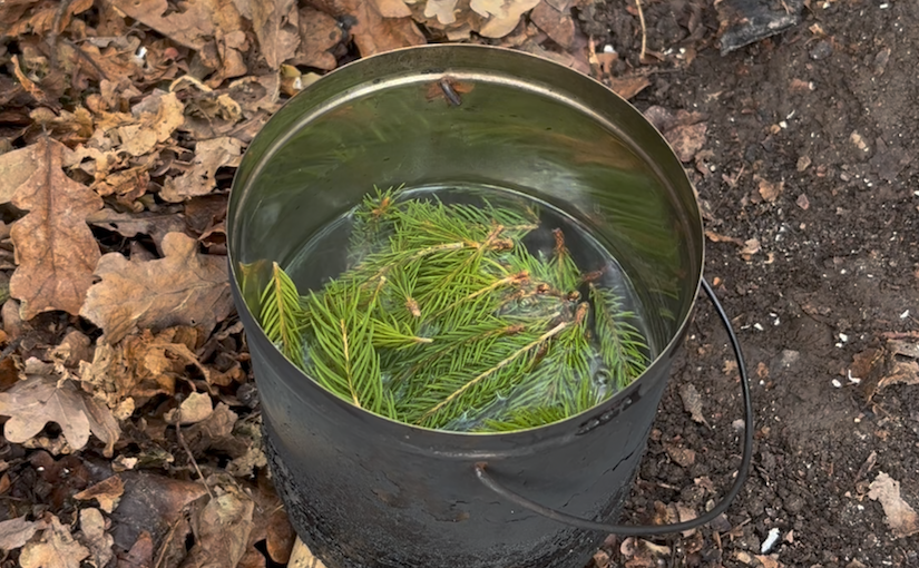 How to make spruce tea